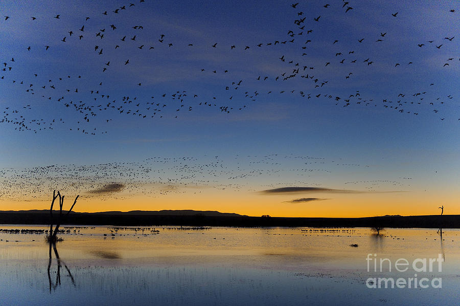 Goose Photograph - Snow Geese And Marsh Pond At Sunrise by John Shaw