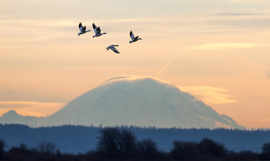 Snow Geese and Rainier Photograph by Max Waugh