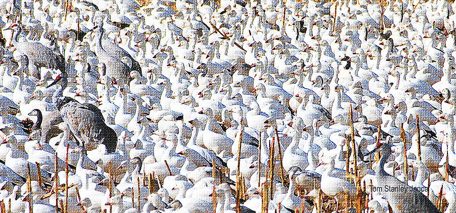 Snow Geese And Sand Hill Cranes Photograph by Tom Janca