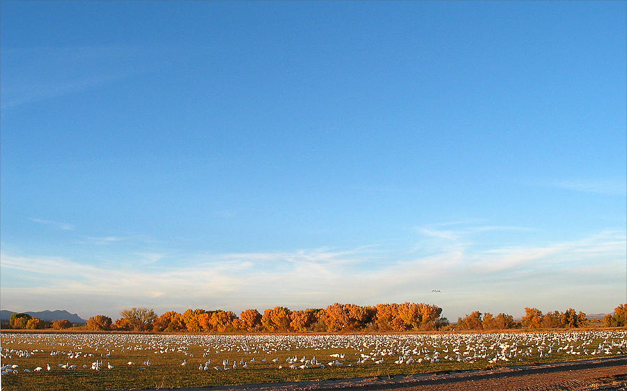 Snow Geese and Sky - Bosque - NM Photograph by Steven Ralser