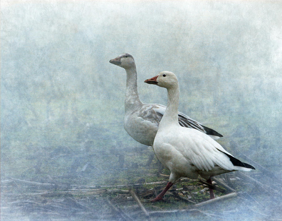 Goose Photograph - Snow Geese by Angie Vogel