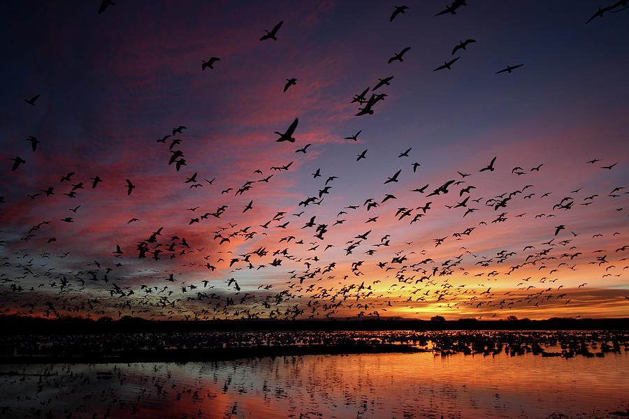 Nature Photograph - Snow Geese At Bosque Del Apache by Pat Gaines