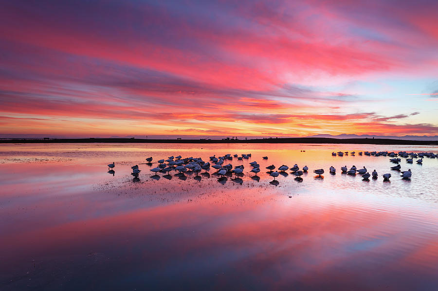 Snow Geese At Twilight Photograph by Glowingearth