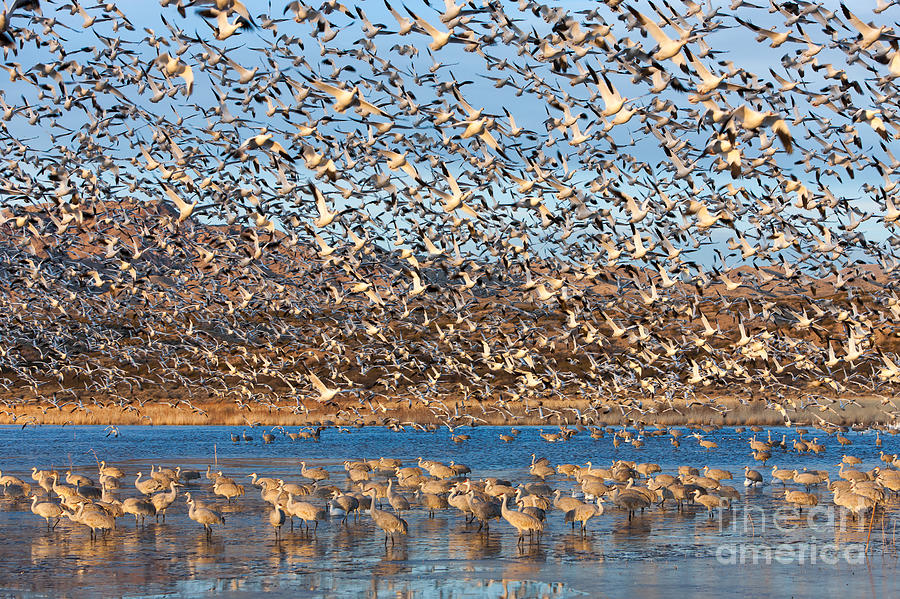 Snow Geese Blast-off Photograph by Clarence Holmes