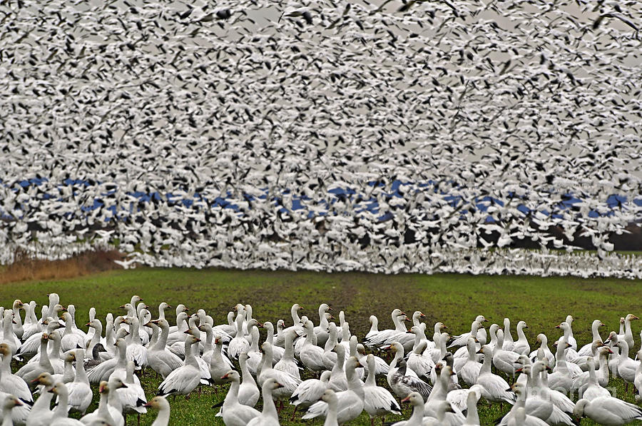 Snow Geese By The Thousands Photograph By Valerie Garner