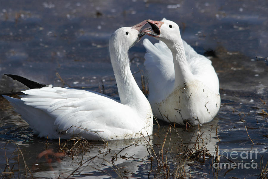 Squabbling Snow Geese  Photograph by John Greco
