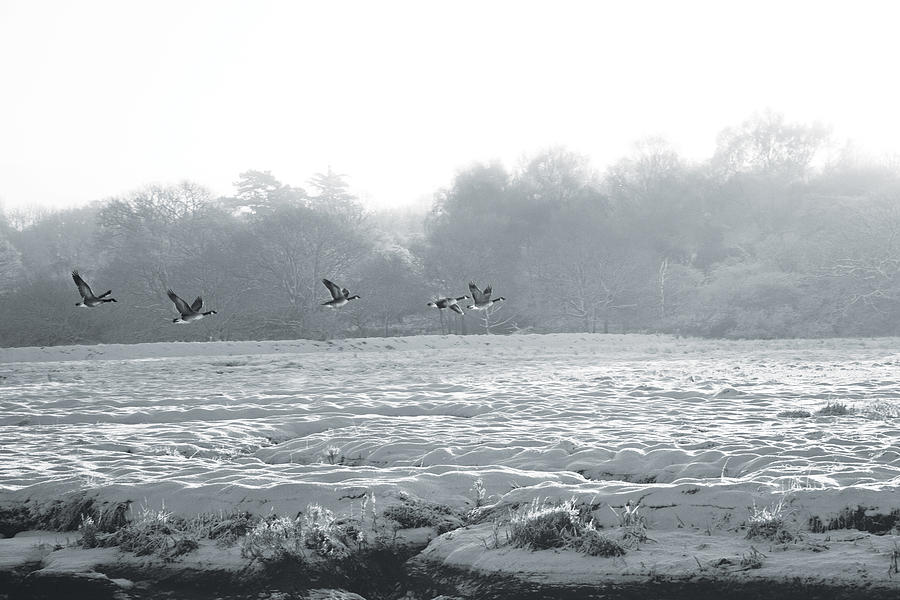 Snow and Geese Photograph by David Davies