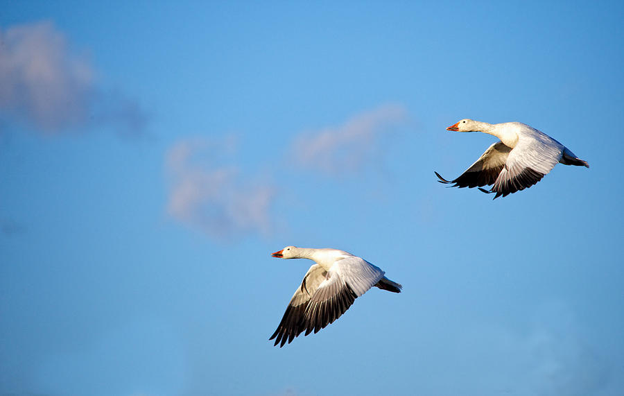Snow Geese Photograph by David Kay