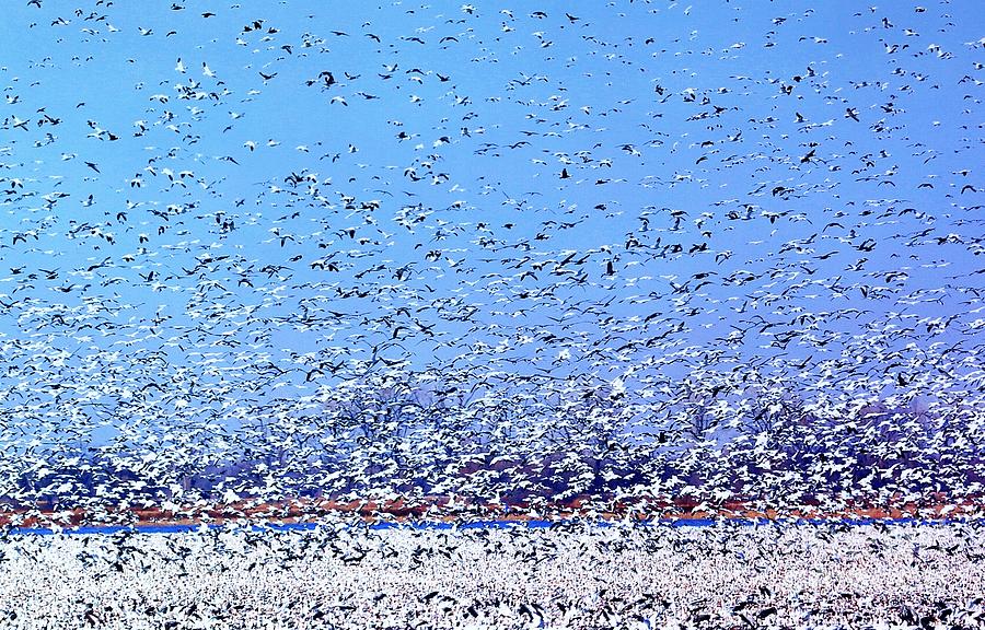 Snow Geese Swarming Photograph by Elizabeth Winter