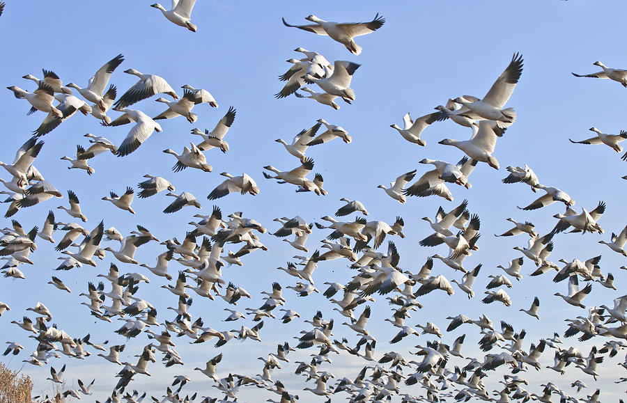 Goose Photograph - Snow geese en masse by Randall Roberts