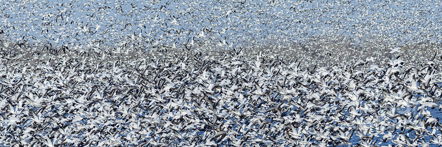 Snow Geese Flock in Flight Photograph by Art Whitton