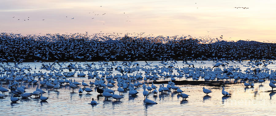 Snow Geese Fly Out 1 Photograph by Vivian Christopher
