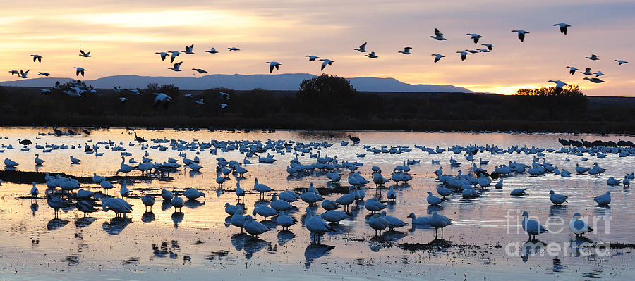 Snow Geese Fly Out 2 Photograph by Vivian Christopher