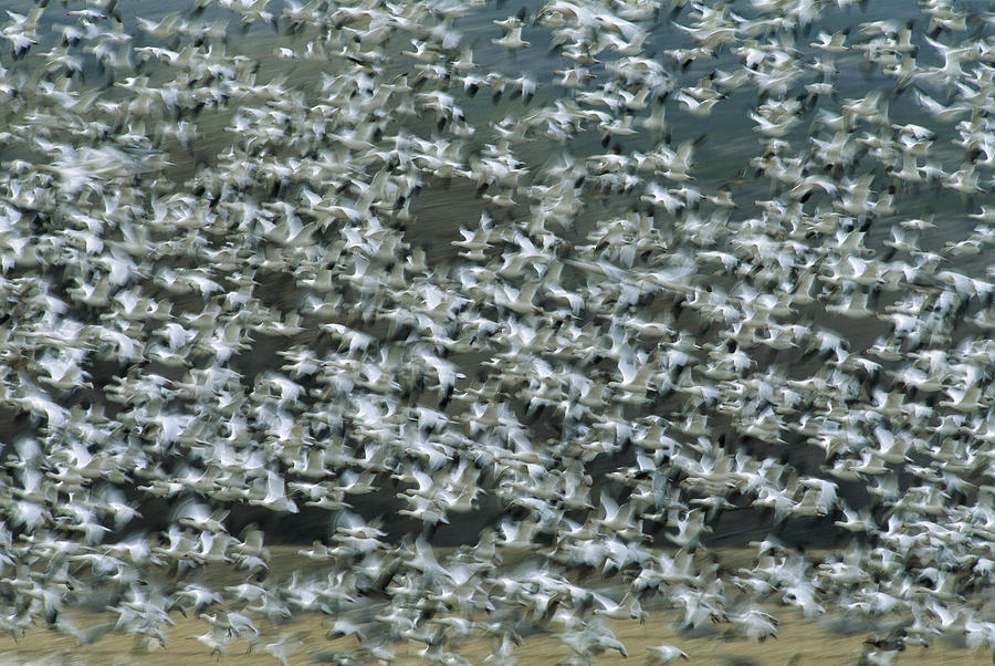 Animal Photograph - Snow Geese Flying Bosque Del Apache by Tom Vezo