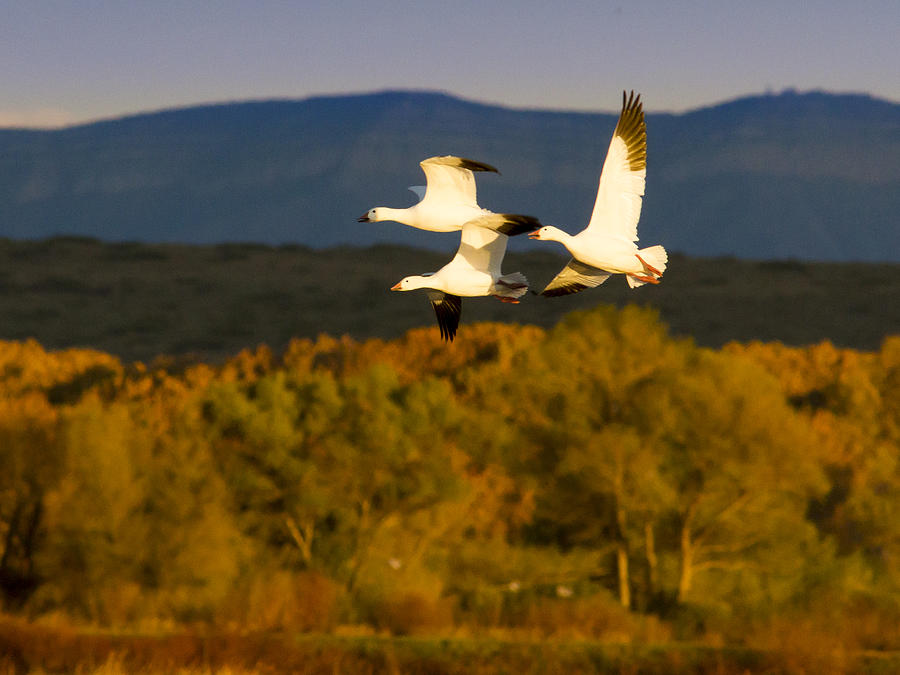 Fall Photograph - Snow Geese Flying in Fall by Jean Noren