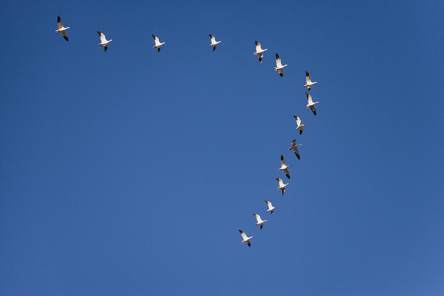 Snow Geese Flying In Formation Bosque Photograph by Tom Vezo
