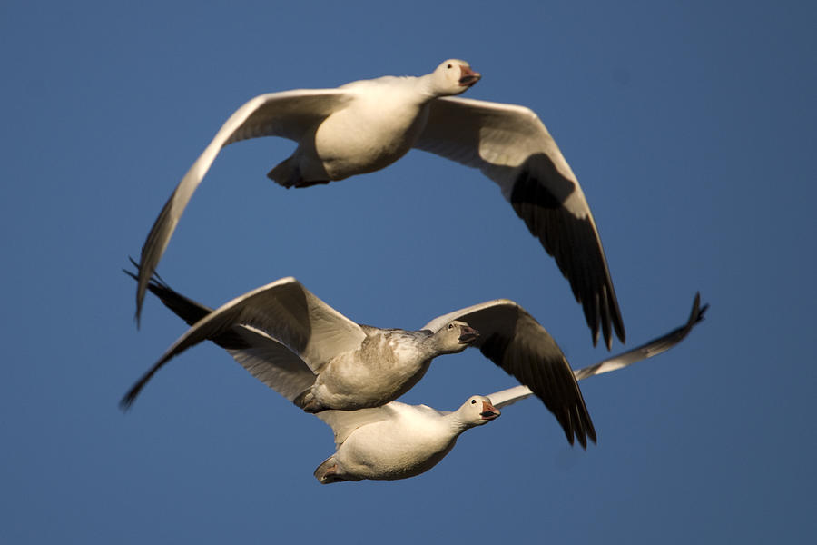 Snow Geese Flying Photograph by John Greco