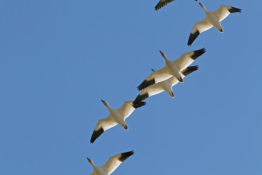 Snow Geese Flying South For The Winter Photograph by Peggy Collins