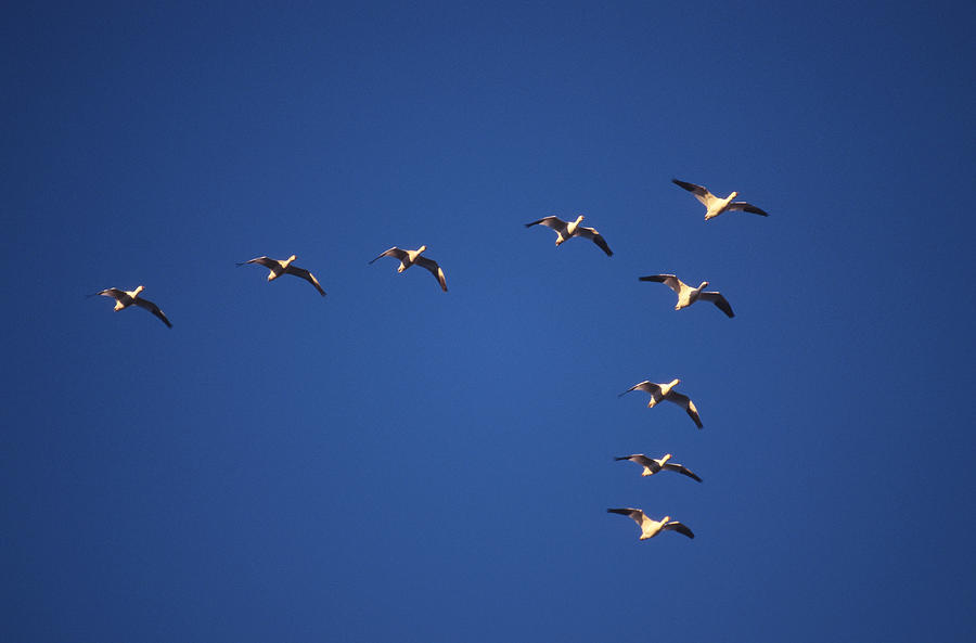 Snow Geese Photograph by Gerald C. Kelley