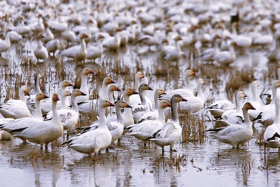 Geese Photograph - Snow Geese in a Rice Field by Robert Woodward