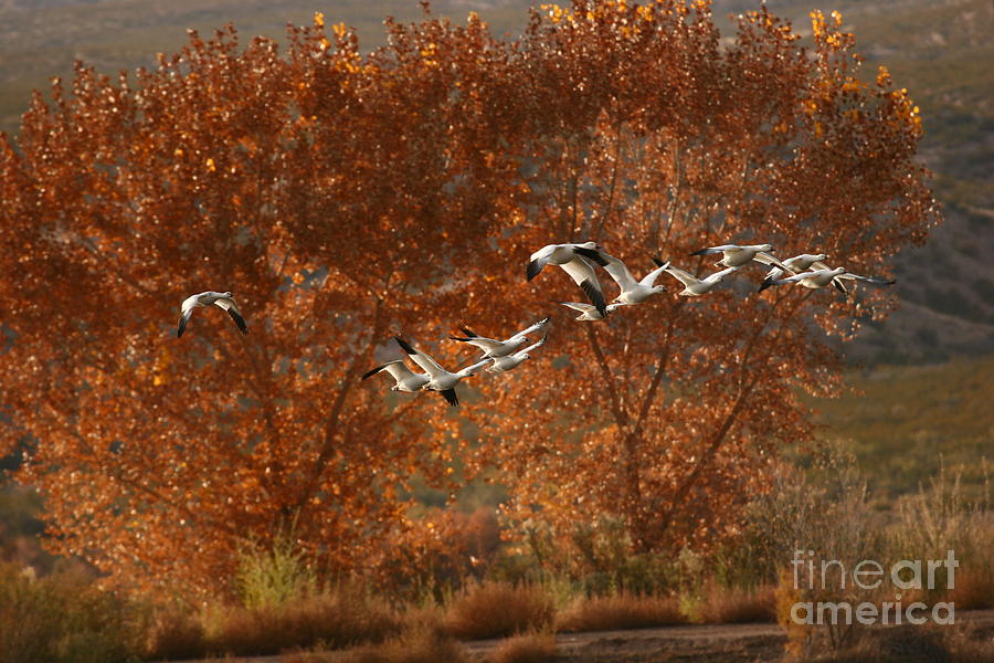 Snow Geese In Cottonwoods Photograph by John F Tsumas