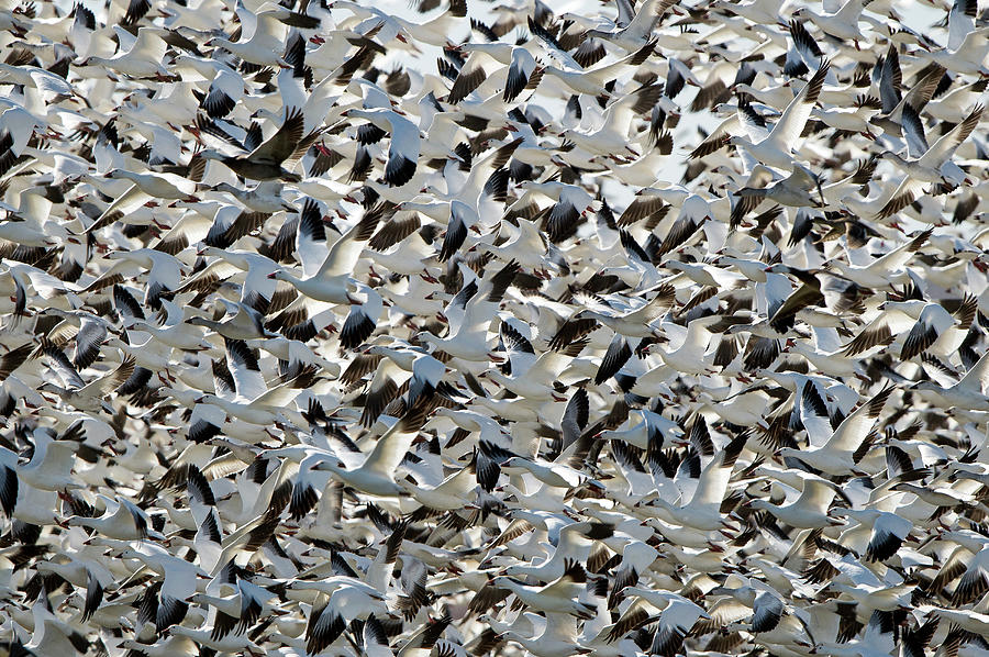Snow Geese In Flight Photograph by D Williams Photography