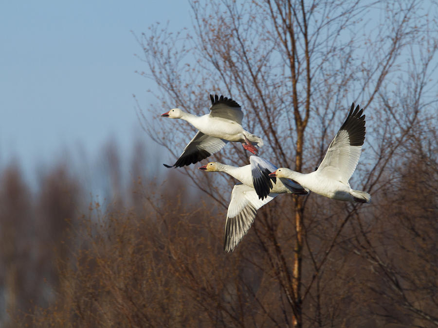 Goose Photograph - Snow Geese In Flight by Doug Lloyd