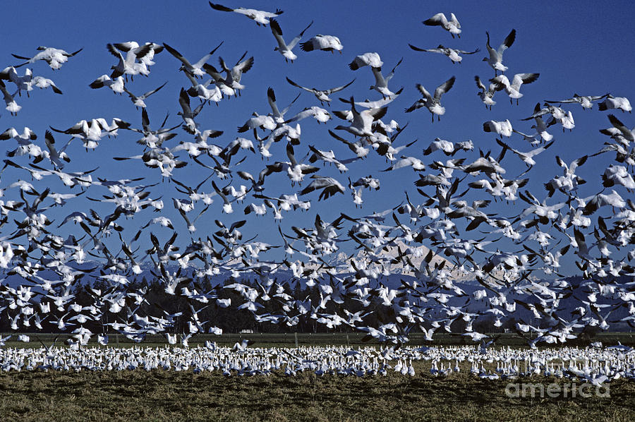 Snow Geese in flight Photograph by Jim Corwin