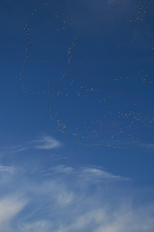 Snow Geese in Flight Photograph by Rhonda McDougall