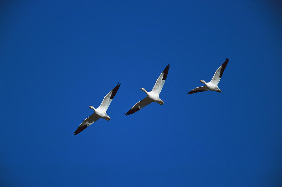 Snow Geese In Formation New Mexico Photograph by Tom Vezo