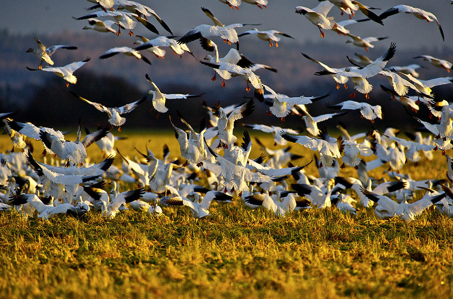Snow geese in glow of the sunset - 4 Photograph by Hisao Mogi