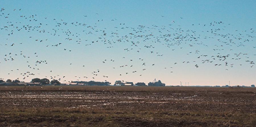 Snow geese in Gueydan Photograph by Barry Bohn