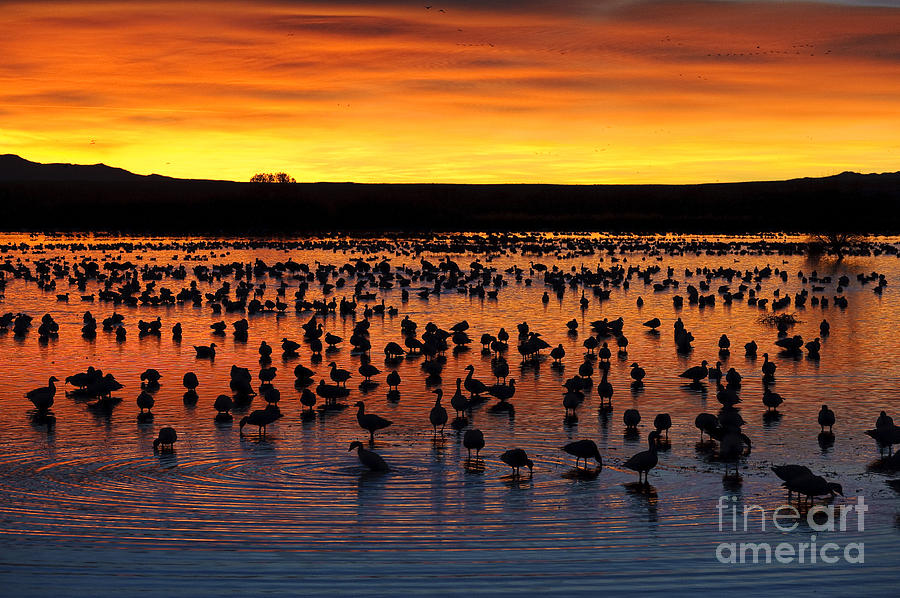 Goose Photograph - Snow Geese In Pond At Sunrise by John Shaw