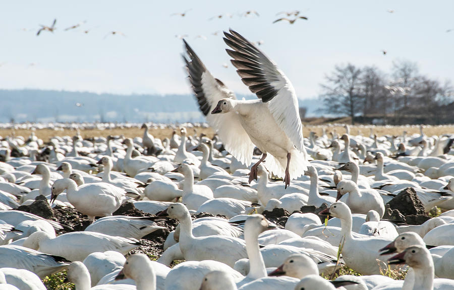 Nature Photograph - Snow Geese In Skagit Valley by Alasdair Turner