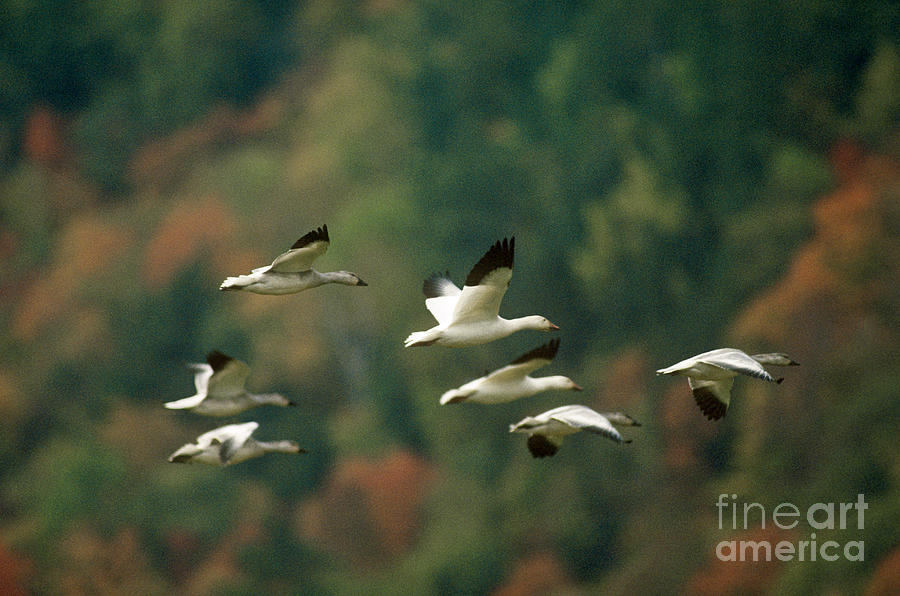 Wildlife Photograph - Snow Geese by James L. Amos