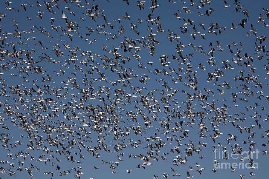 Snow Geese Photograph by Jim West