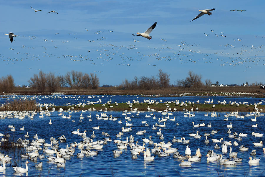 Snow Geese Photograph by Kathleen Bishop