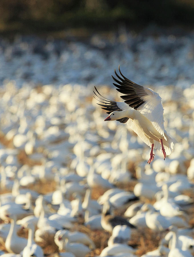 Snow Geese Landing In Corn Fields, Chen Photograph by Maresa Pryor