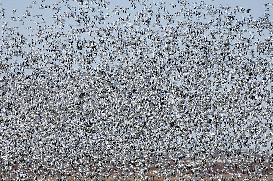 Snow Geese Lift Off Photograph by Gary Langley