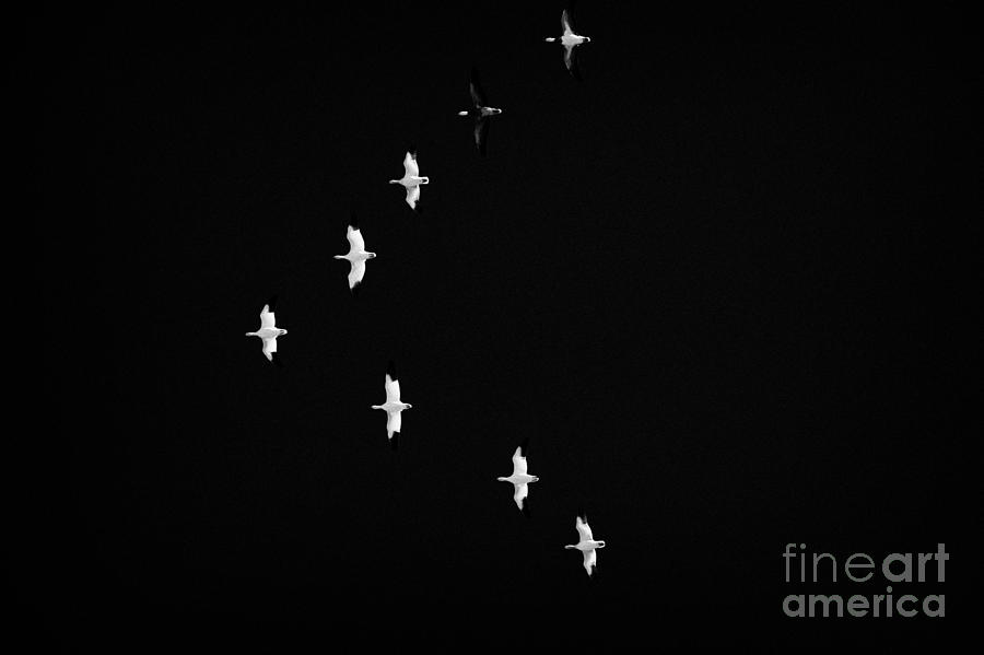 Geese Photograph - snow geese migrating in v formation Saskatchewan Canada by Joe Fox