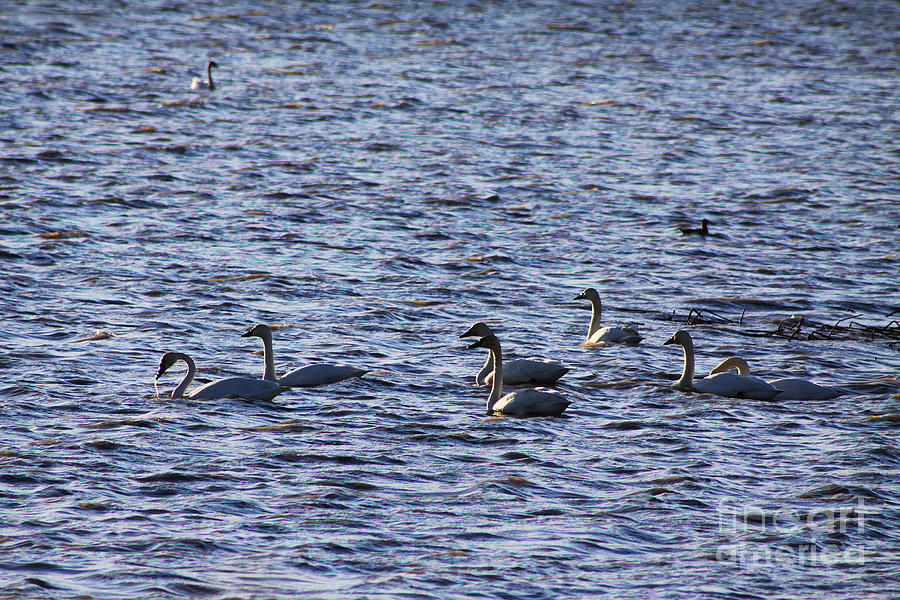 Snow Geese Migration Photograph by Alyce Taylor