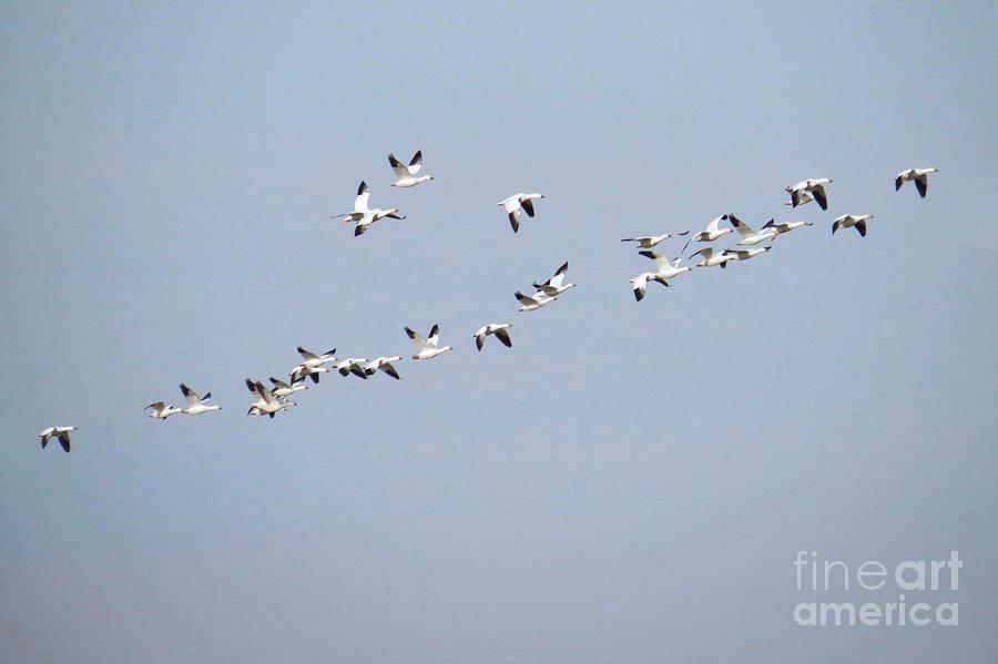 Snow Geese Migration Photograph by Scott Cameron