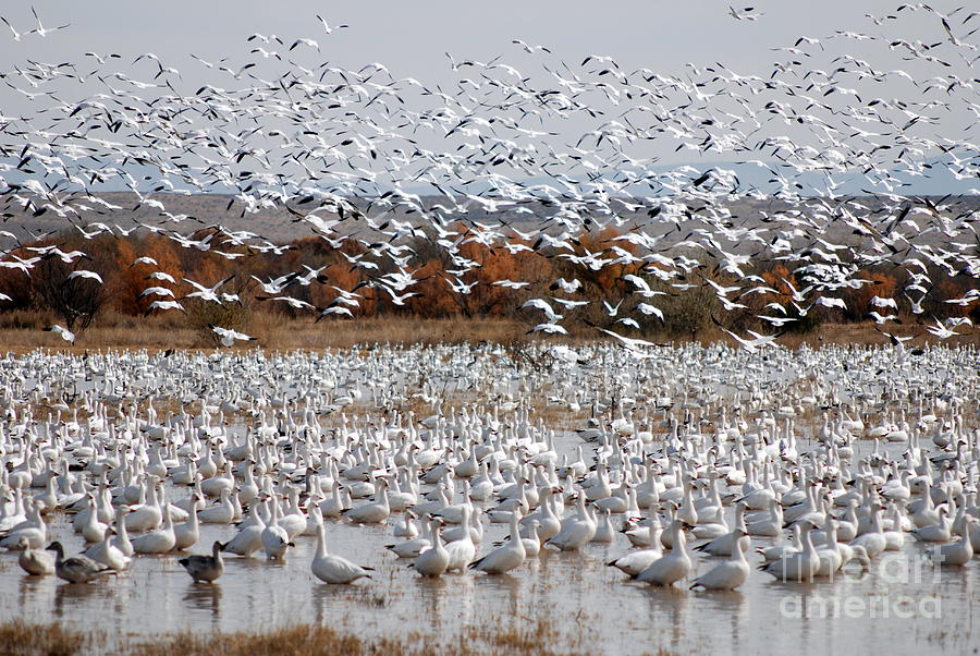 Snow Geese No.4 Photograph by John Greco