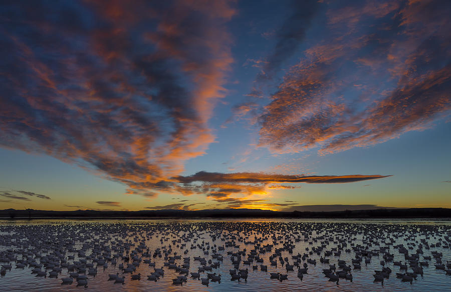 Snow Geese On Large Pond At Sunrise Photograph by John Shaw