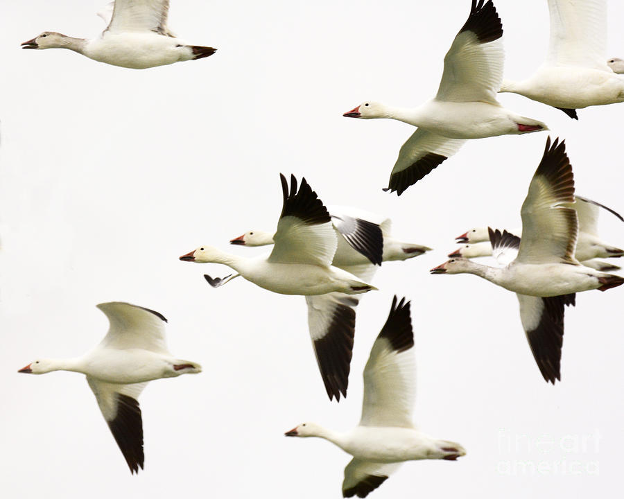 Goose Photograph - Snow Geese on the Wing by Dennis Hammer