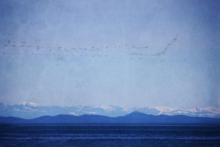 Snow Geese Over the Ocean Photograph by Peggy Collins