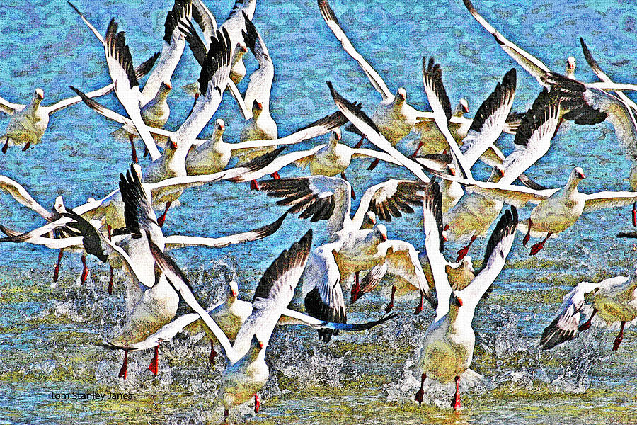 Snow Geese Panic Photograph by Tom Janca