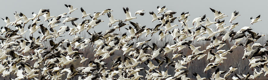 Snow Geese Pano Photograph by James Barber
