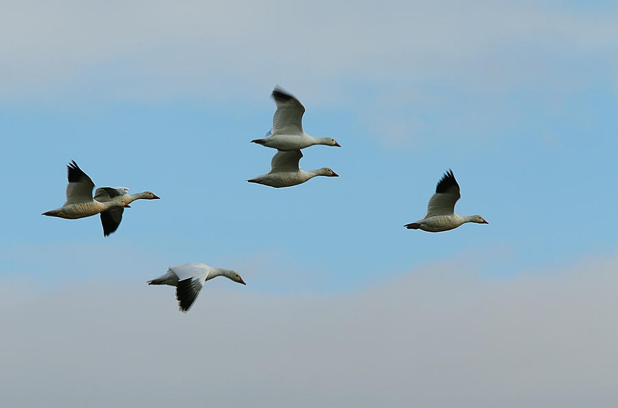 Snow Geese Photograph by Robert Woodward