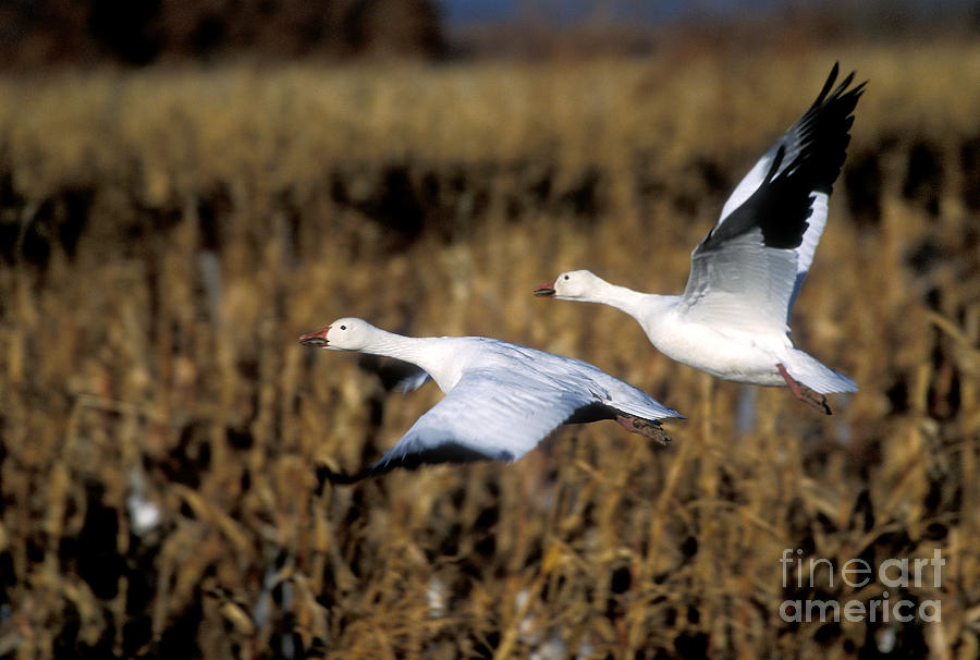 Snow geese Photograph by Steven Ralser